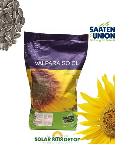 Floarea Soarelui Valparaiso CL 150MB