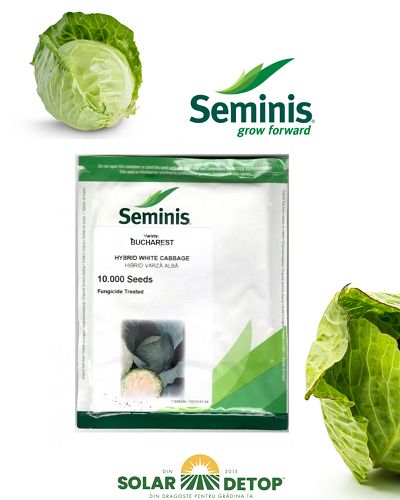 Varza Bucharest F1 2500sem