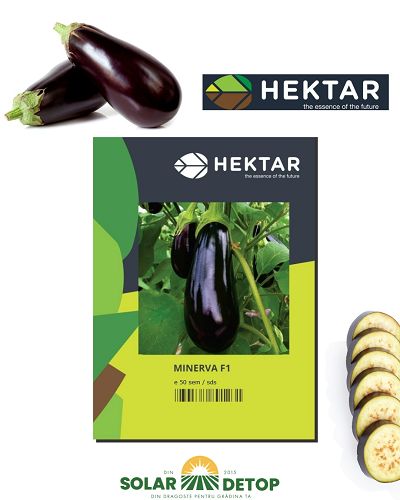 Vinete Minerva F1 50s