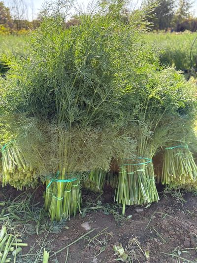 Marar Goldkrone F1 5000s